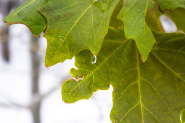 snow and icing on the leaves in the city Park, winter landscape