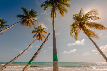 Fototapeta na wymiar Palm trees at beach in Jacmel, Haiti