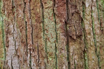 Fototapeta premium Closeup of colorful old oak bark.