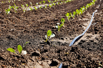 vegetable nursery agricultural farm with rows of little cabage plants