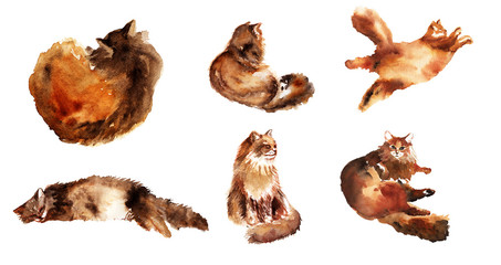 Watercolor hand drawn element set of fluffy cat in different poses: lazy, lying, dreaming, sleeping isolated on a white background