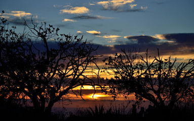 Naklejka premium Backlit trees in foreground and colorful sky in the background during the sunrise