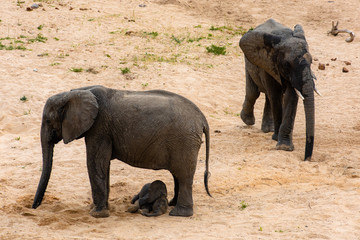 Elephants family with cute baby