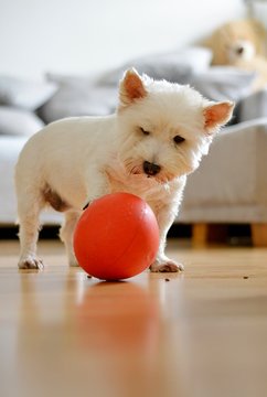 white terrie is played from a snackball
