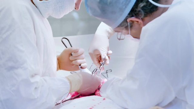 Mature doctor wearing protective clothing performing surgery operation on stomach or abdominal