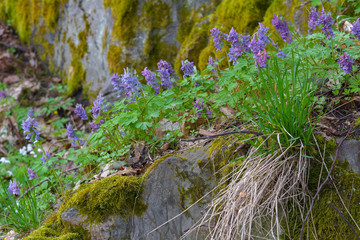 Fototapeta na wymiar Spring flowers and moss on the rocks
