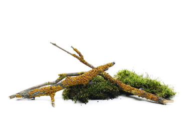 Naklejka premium Green moss with rotten branch and yellow lichen isolated on white background