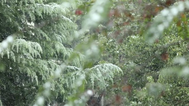 In the snowy winter, the weather becomes cold, and the snow is covered in pine trees.