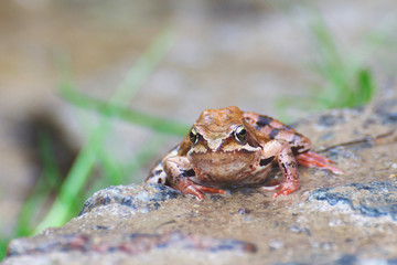 portrait of a frog. close up