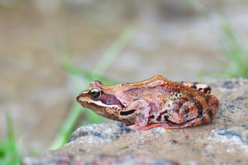 profile of a frog. close up