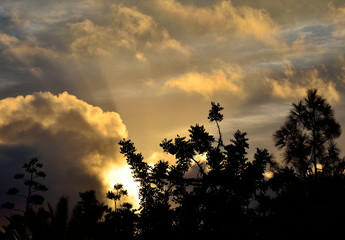 Group of backlit trees in foreground and cloudy sky during the sunrise