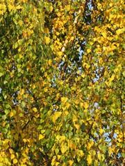 Obraz premium Beautiful Sunny Sky Seen Through Tree Branches with Leaves