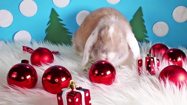 Cute christmas animal pet lop rabbit dwarf bunny xmas pets animals