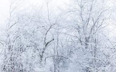 Snow covered trees in a forest