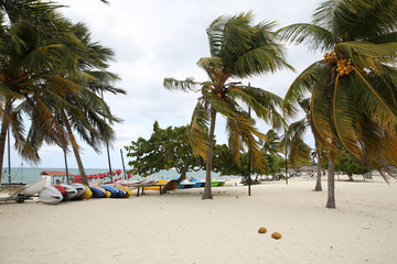  tropical beach with palm and coconut on the sand in windy weather. Summer concept background - Sea...