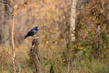 The black crow found a nut for food and hid high in the trees in the garden.