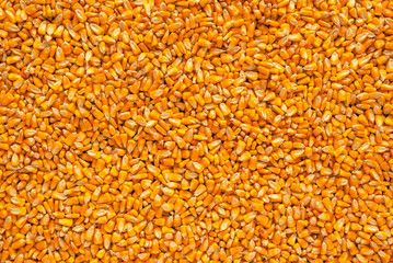 Corn seed kernels heap