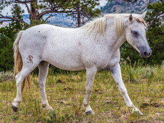 Obraz na płótnie Canvas Wild Horse