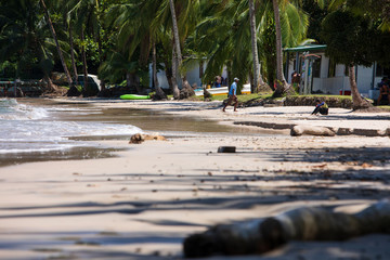 Palm Tree and Beach