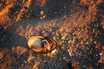 Shell on beach ,Background Stone