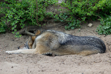 Naklejka premium Szary wilk odpoczywa