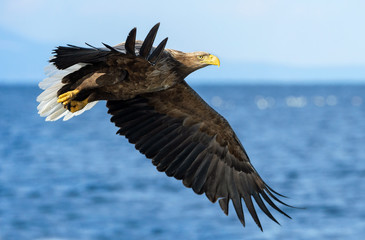 Adult White-tailed eagles fishing. Blue Ocean  background. Scientific name: Haliaeetus albicilla, also known as the ern, erne, gray eagle, Eurasian sea eagle and white-tailed sea-eagle.