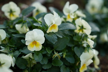 Obraz premium 花