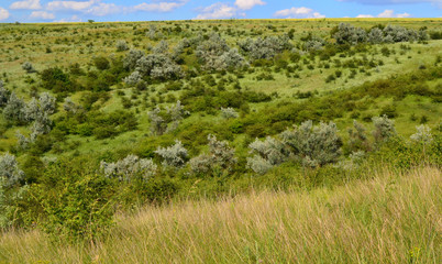 Fototapeta na wymiar landscape with bushes