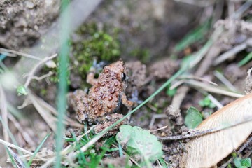 Young Corsican painted frog (Discoglossus montalentii)