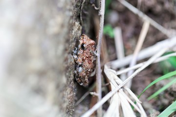 Young Corsican painted frog (Discoglossus montalentii)