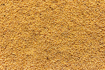 Proso millet seed top view