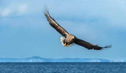 White-tailed eagle in flight.  Blue sky background. Scientific name: Haliaeetus albicilla, also known as the ern, erne, gray eagle, Eurasian sea eagle and white-tailed sea-eagle.