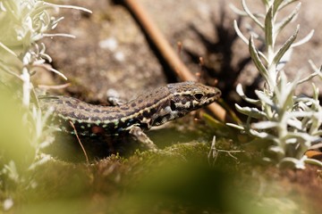 Obraz premium Tyrrhenian wall lizard (Podarcis tiliguerta)