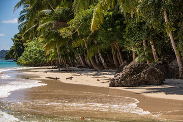 Palm Tree and Beach