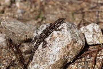 Tyrrhenian wall lizard (Podarcis tiliguerta)