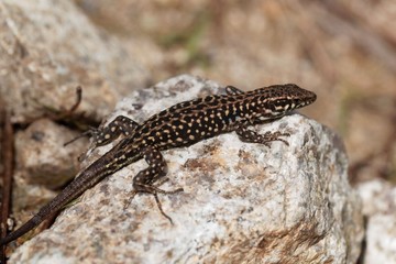 Tyrrhenian wall lizard (Podarcis tiliguerta)