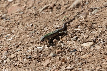 Italian wall lizard (Podarcis siculus)