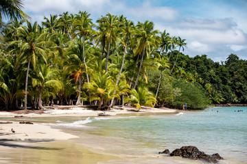 Palm Tree and Beach