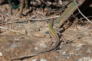 Italian wall lizard (Podarcis siculus)