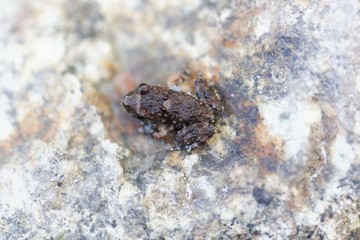 Young Corsican painted frog (Discoglossus montalentii)