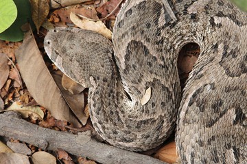 Puff adder (Bitis arietans)