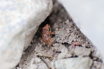 Young Corsican painted frog (Discoglossus montalentii)