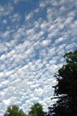 tree and blue sky