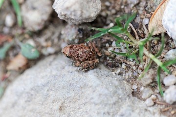 Young Corsican painted frog (Discoglossus montalentii)