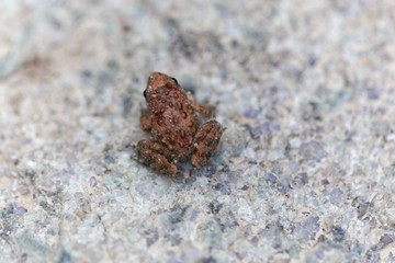 Young Corsican painted frog (Discoglossus montalentii)