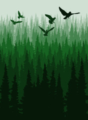 Vector Coniferous forest, pine trees silhouette template.