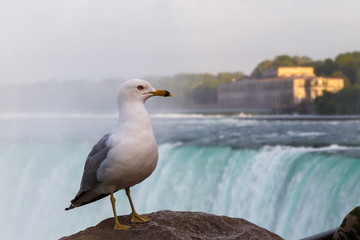Sea gull standing on the rock in front of Niagara Falls, Canada.