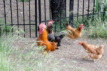 Farm with chickens and roosters