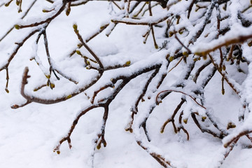 Winter forest. Snow on the branches of trees.