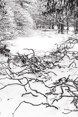 Winter forest. Snow on the branches of trees.